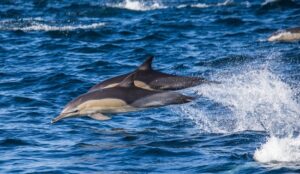 dolphin-tours-300x174.jpg