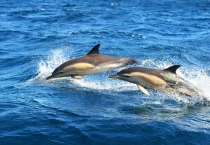 dolphin-cruise-300x207.jpg