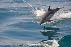 dolphin-cruise-300x199.jpg