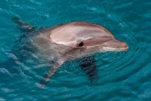 dolphin-watch-tour-300x200.jpg