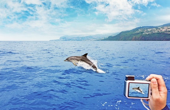 dolphin watch tour