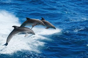 dolphin watch trip