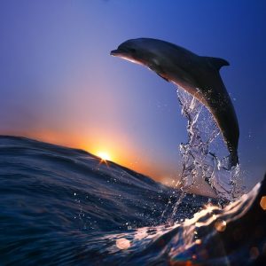 dolphin cruise 