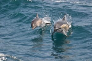 dolphin watching in Myrtle Beach SC