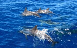Dolphin watching in Myrtle Beach SC