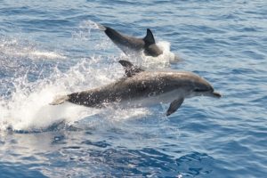 dolphin-tours-300x200.jpg