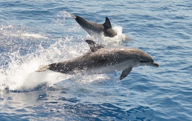 dolphin tours