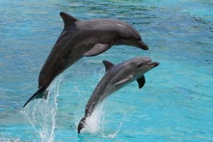 dolphin-watching-300x200.jpg